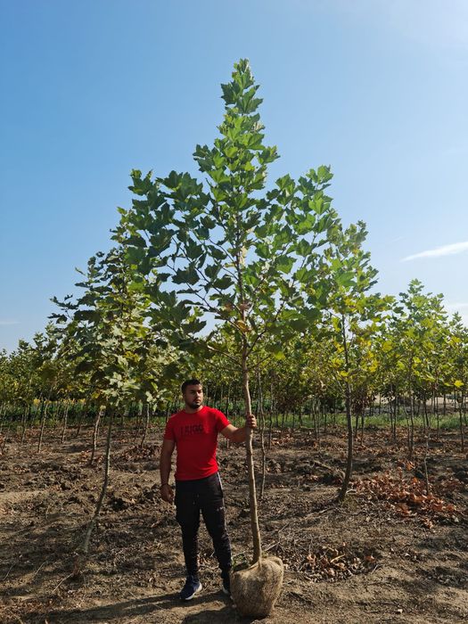 Mestecan,tei,platan de la 3 la 6m