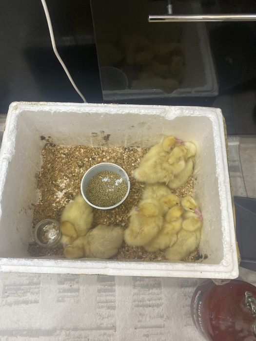 Продам гусят в количестве 10 штук линда