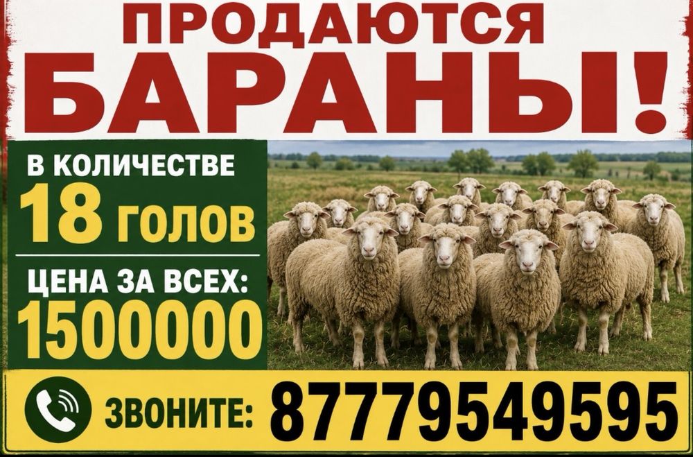 Продаются Бараны