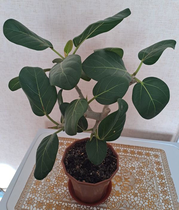 Продам комнатные цветы