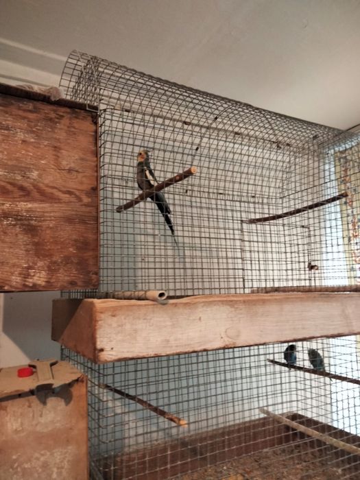 Продаю попугаев: кореллы, волнистые