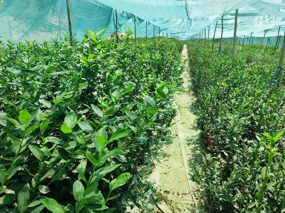 Голубика кучатлари сотувда