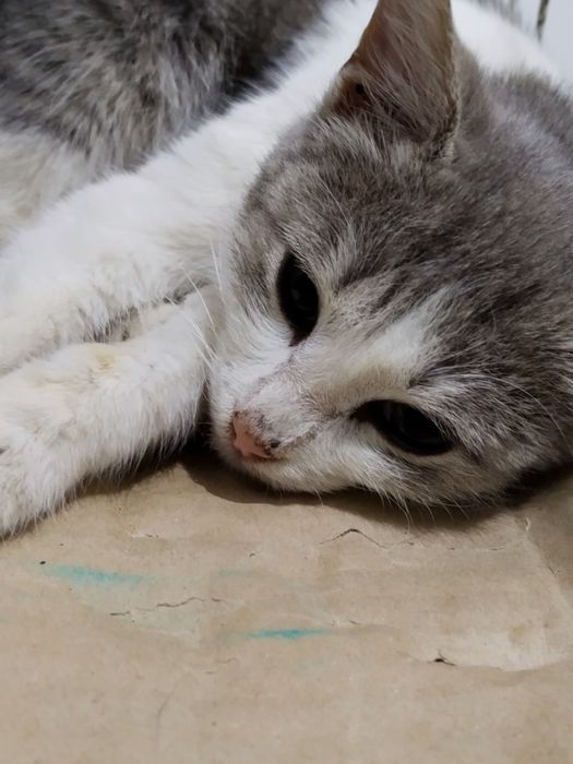 Котята одам в добрые руки