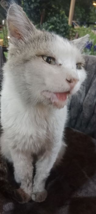 Коту очень нужна помощь