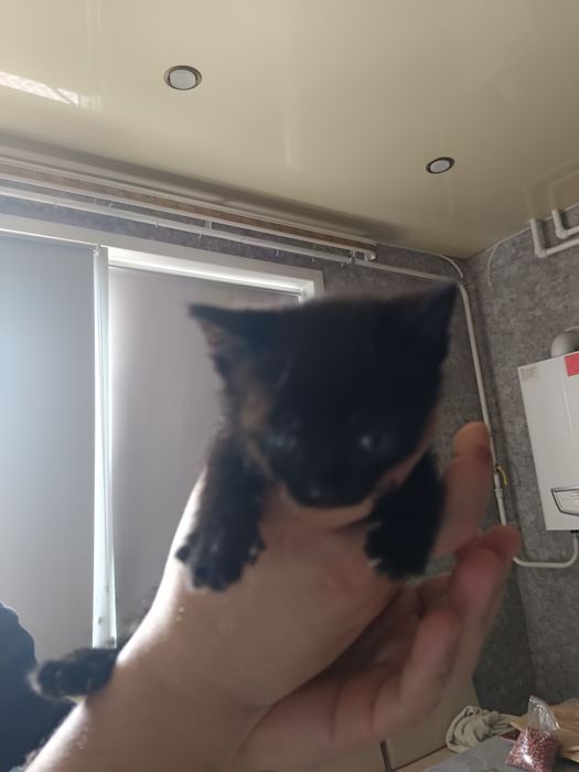 Отдам котят в добрые руки