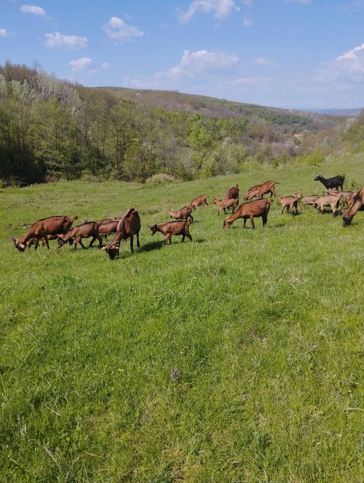 Ieduțe alpina franceză