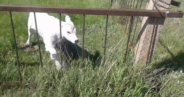 Ферма, Фазенда, Откорм площадка