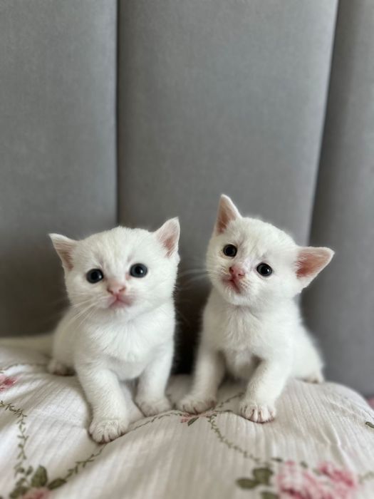 Бесплатно котята мальчики