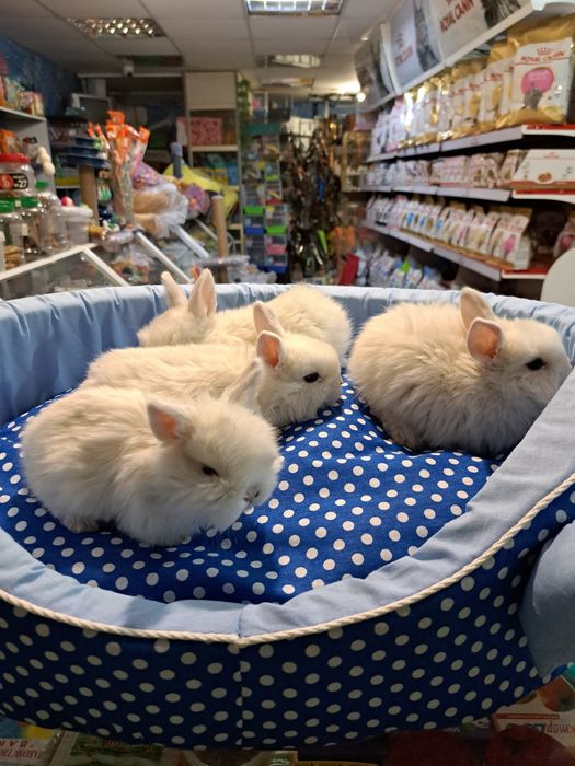 Декоративные кролики