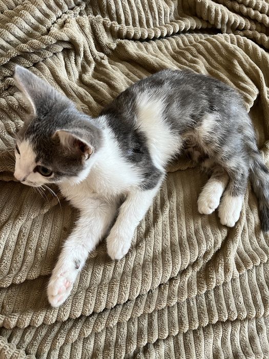 Отдам котят бесплатно
