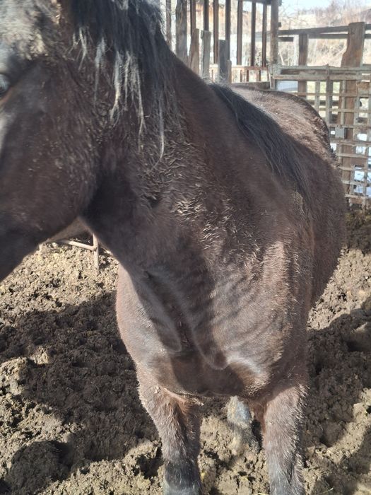 Жылкы Құнан сатылады семіз.