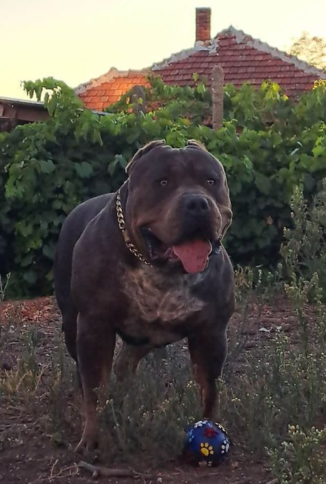 Американско були ХЛ/American Bully XL