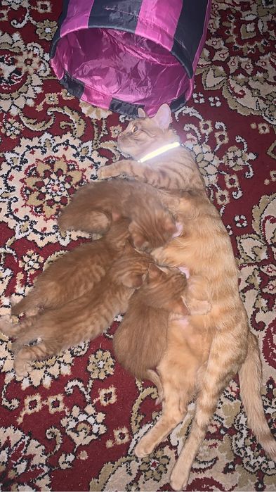 Британские котята