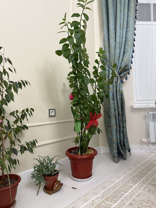 Комнатные растения