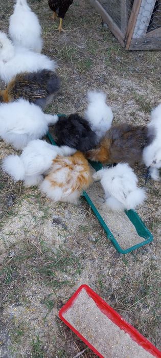 Vând pui de matase  japoneza sau schimb cu windote