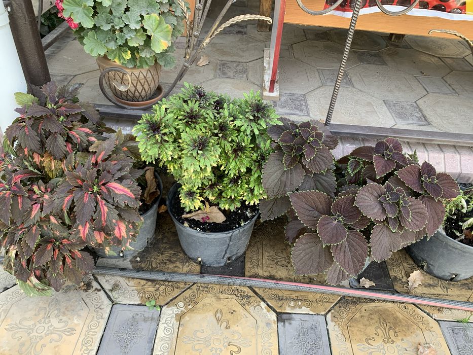 Шикарные цветы для дома и сада