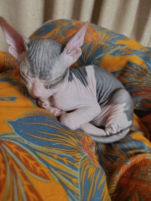 Котенек сфинкс девочка