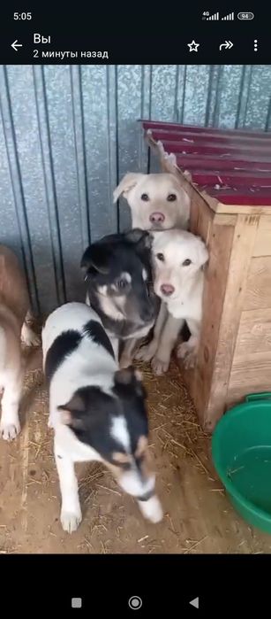 Щенки по 7 месяцев