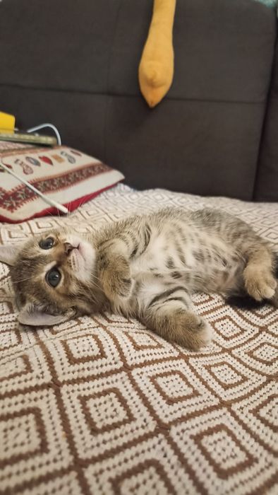 Продам милых котят 1 мес