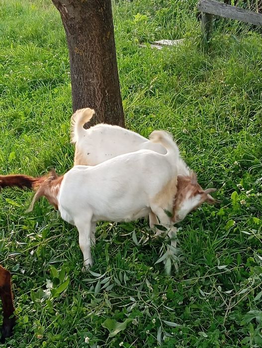 Vand o edita și un tapuc