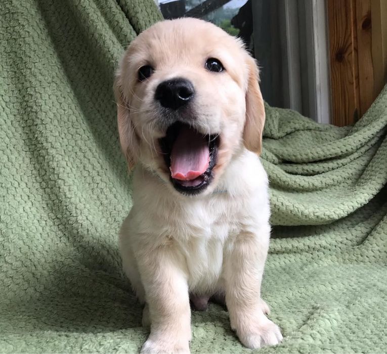 Щенки голден лабрадор ретривер