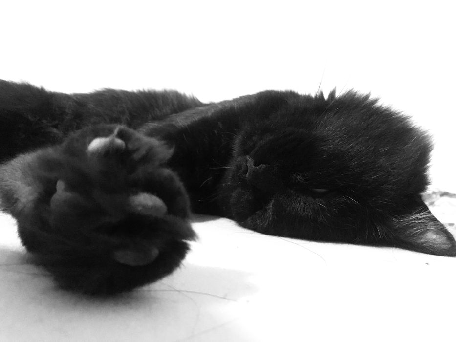 Кот в добрые руки