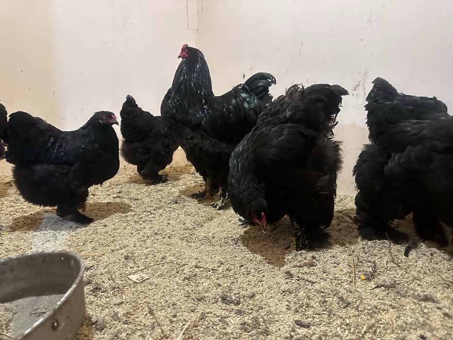 Яйца инкубационные брам черный