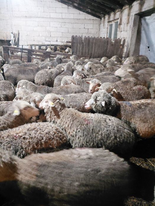 Vand 70 de oi , o parte din ele fatate