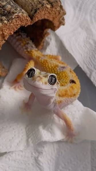 Гекконы эублефары малыши и взрослые
