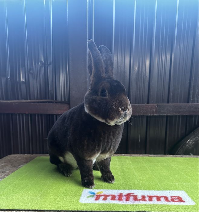 Vand urgent mascul rex castor