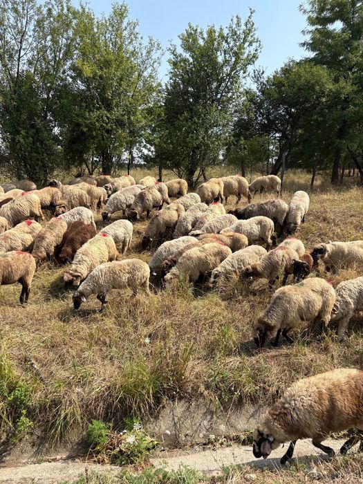 De vânzare oi tinere bune de lapte și de ținut carabase și turcane