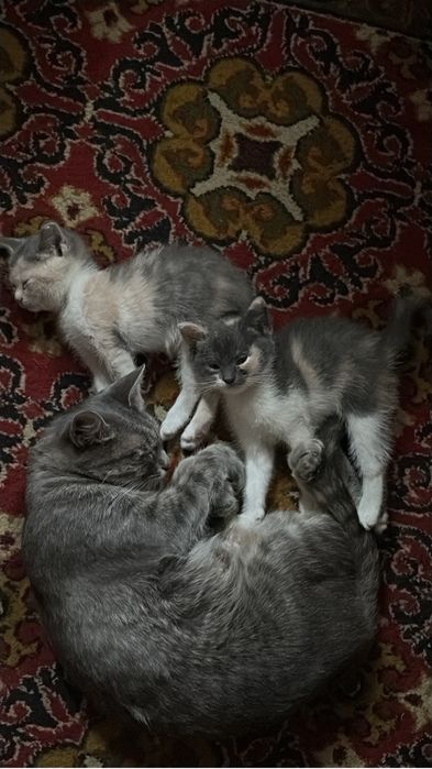 Отдаем бесплатно котят