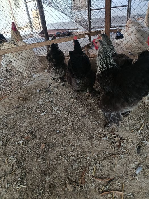 Продам цесарку брама куры