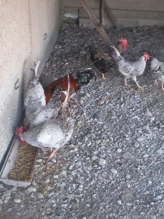 Продам петухов по 3500.