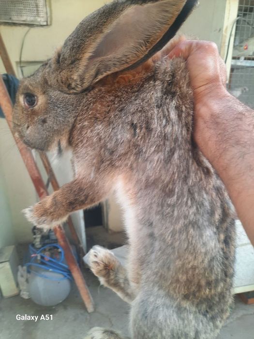 Quyon vilikan toza zoti