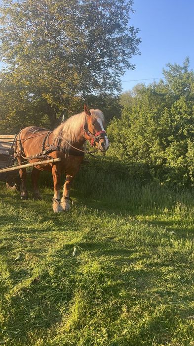 Iapa blonda de vânzare detalii la telefon