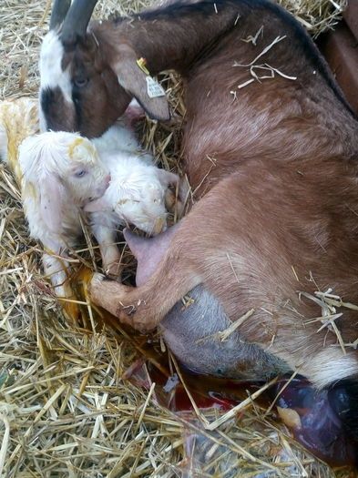 Iezi  din capre  de 4 litrii