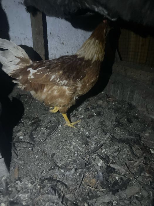продам петухов дешево