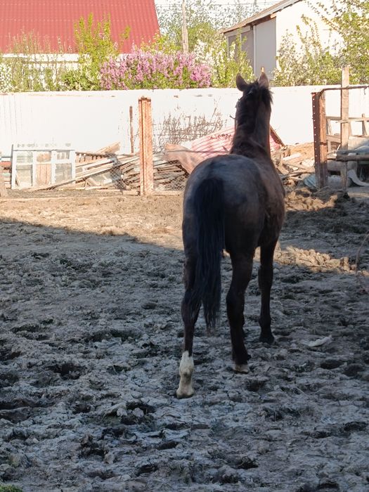 Продам жеребёнка 11 месяцев