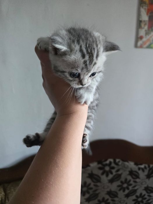 Британские короткошерстные котята