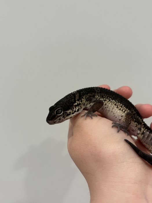 Самка эублефара