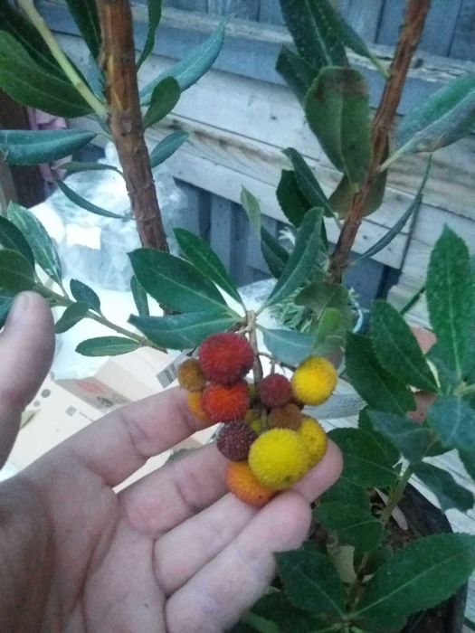 Ягодово дърво - Арбутус