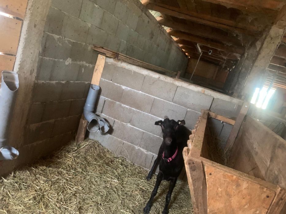 Vand 2 capre alpine franceze una cu pedigree