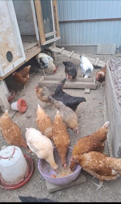 Продается инкубационые яйца