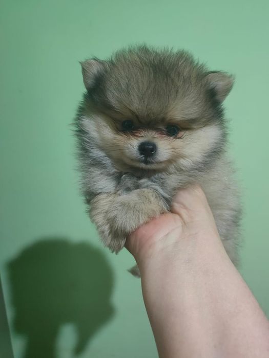 Померанский шпиц