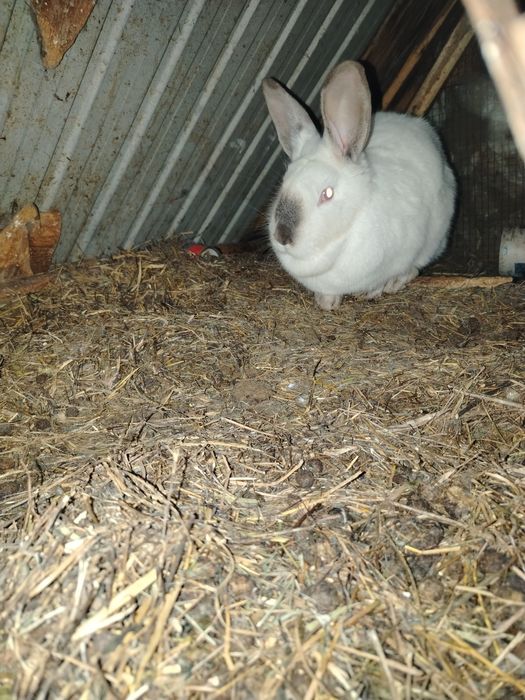 Продам Кроликов.