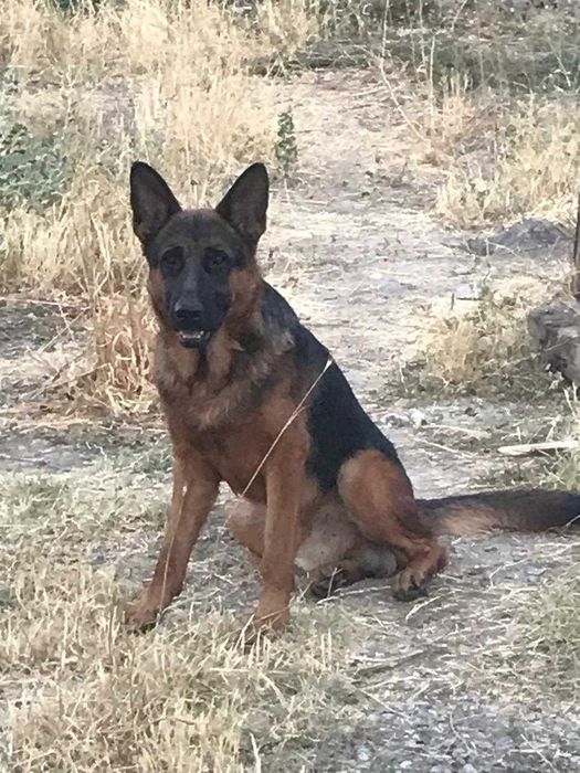 Щенки Европейской Овчарки