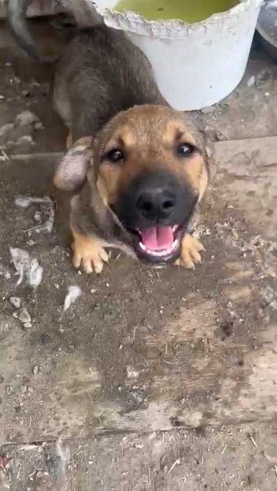 Щенки в ответственные руки