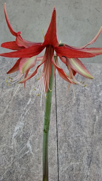 Гиппеаструм Sumatra