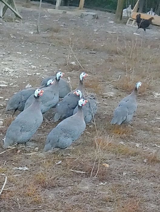 Bibilici pirchite de carne